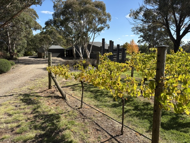 Vineyard Shop