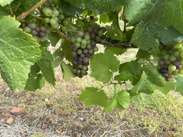Vineyard Sustainability